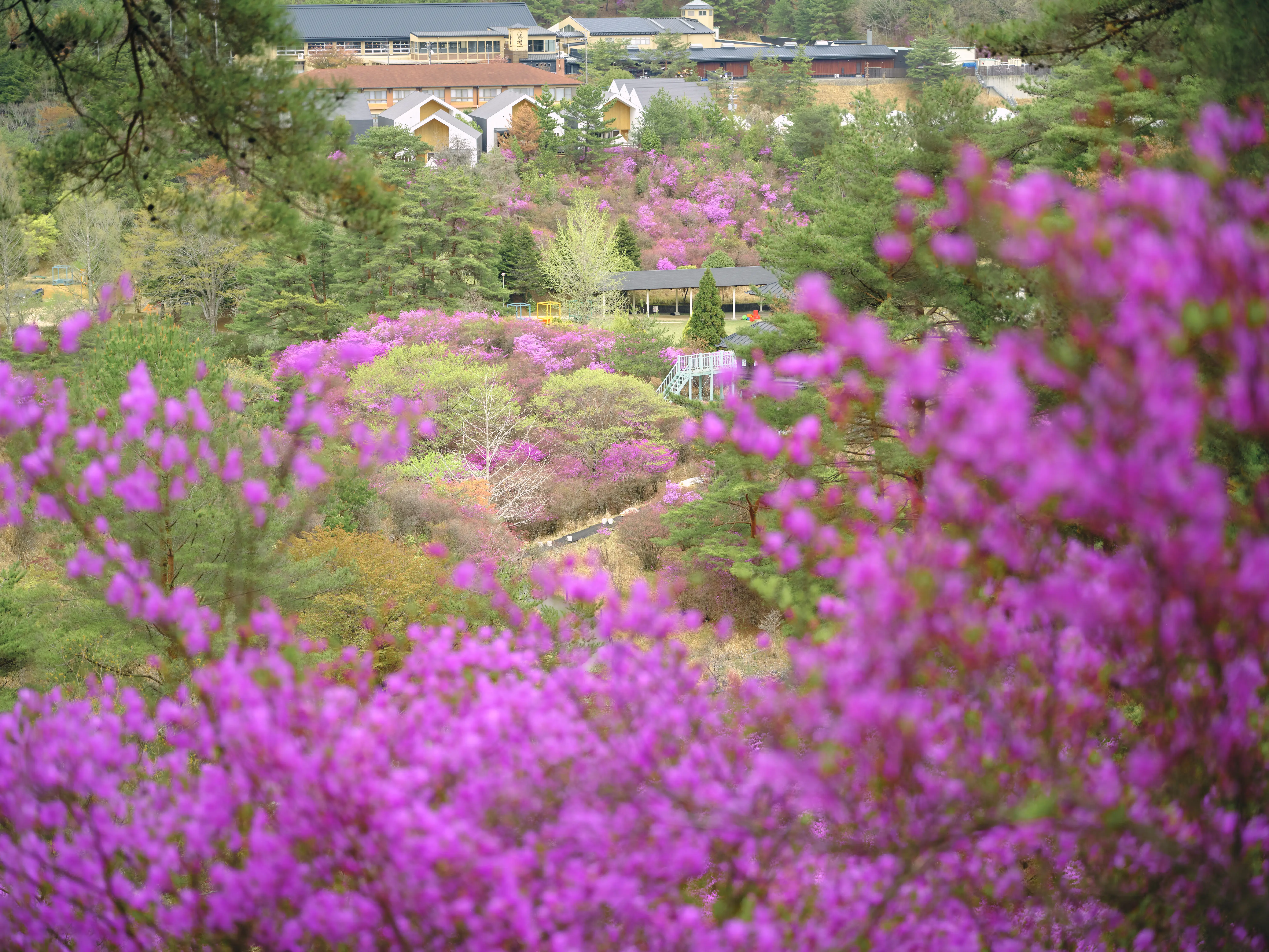 色鮮やかなつつじが咲く庭園エリア